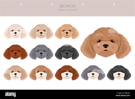 Bichpoo, Poochon clipart. Bichon Frise Poodle mix. Different coat ...