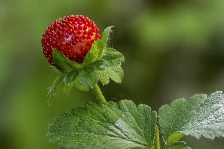 Mock Strawberry Indianstrawberry False Strawberry Duchesnea Editorial Stock Photo - Stock Image ...