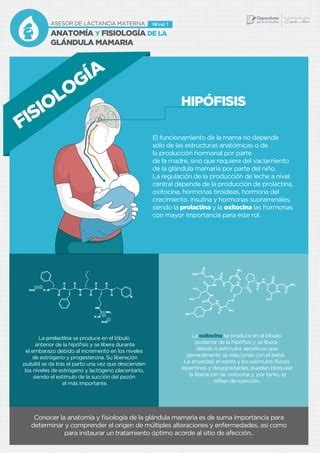 Anatomia Y Fisiologia De La Mama Pdf