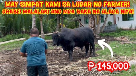 May Sinipat Kami Sa Lugar Ng Farmer Grabe Malalaki Ang Mga Baka Na