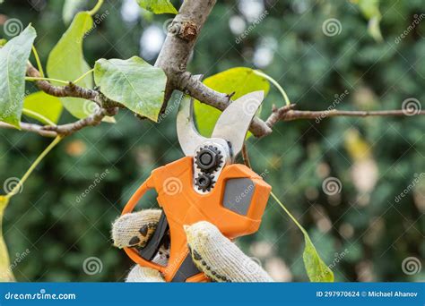 Cutting Branches On Fruit Tree Using Electric Garden Pruning Secateur