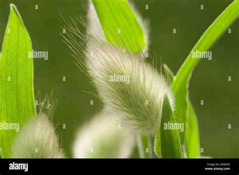 Liebres Cola Lagurus Ovatus Planta Hierba Cerrar Primer Plano