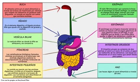 Aparato digestivo sus partes y funcionamiento con imágenes