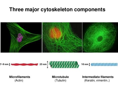 Cell Bio7