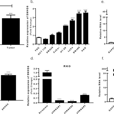 SNHG6 Overexpression In CRC Tissues And Cell Lines Localized To The