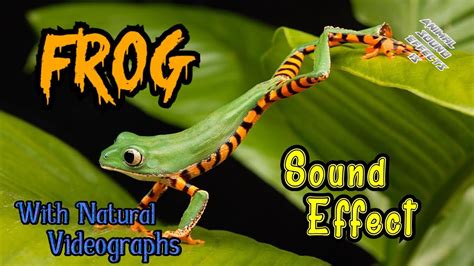 Frog Sound Effect Animalsounds Sound Effect For Knowedge Youtube