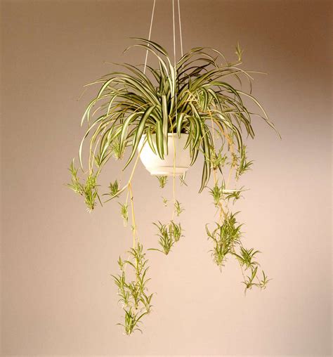 Spider Plant