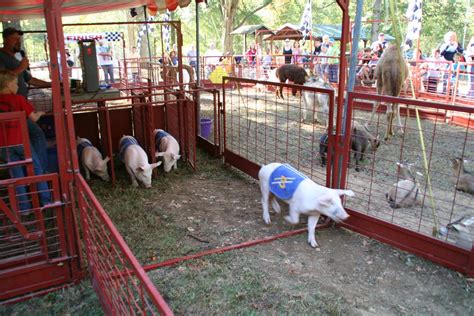 Racing Pigs Trigg County Ham Festival