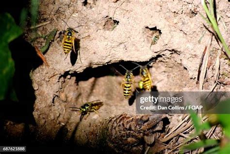 61 Mud Wasp Stock Photos, High-Res Pictures, and Images - Getty Images