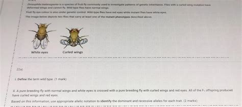 Solved Drosophila Melanogaster Is A Species Of Fruit Fly