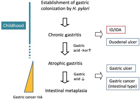 Jcm Free Full Text Helicobacter Pylori Associated Iron Deficiency