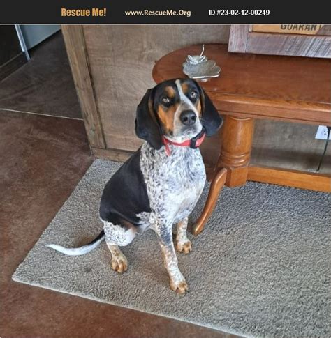 ADOPT 23021200249 Bluetick Coonhound Rescue Steelville MO