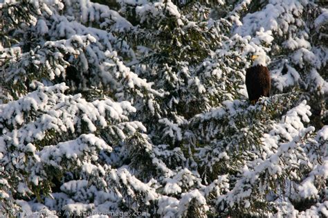 Seward, Alaska | Photos by Ron Niebrugge