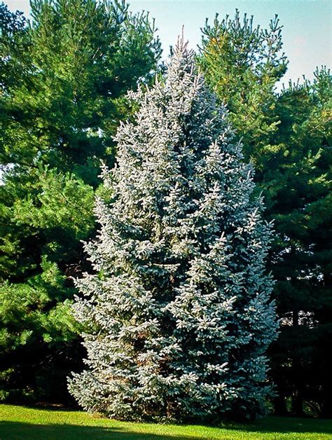 White Spruce For Sale The Tree Center