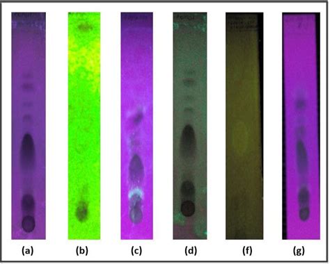 Pâlpâire Viespe Manevră Tlc Uv Lamp Coincidență Căpșună Trompă