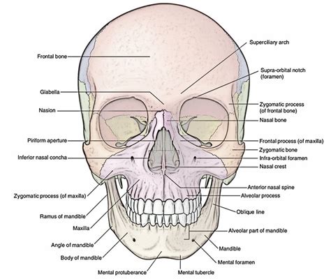 Easy Notes On 【skull】learn In Just 4 Minutes