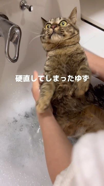 《お風呂が怖すぎてゆずがこうなりました》ねこのいる生活 猫のお風呂ねこ Cats Kitten ほっこり 癒し 子猫