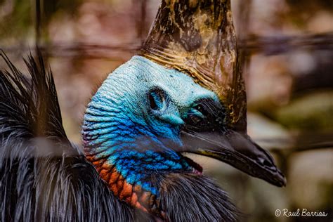 Southern Cassowary Scientific Name Casuarius Casuarius A  Flickr