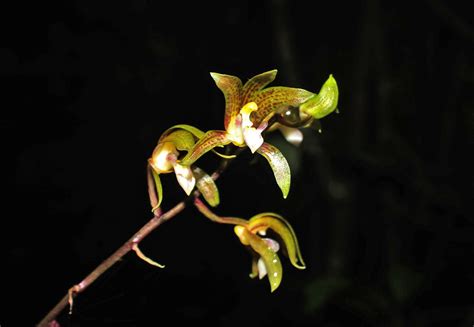 Chrysoglossum Ornatum Orchidaceae Image At Phytoimages Siu Edu