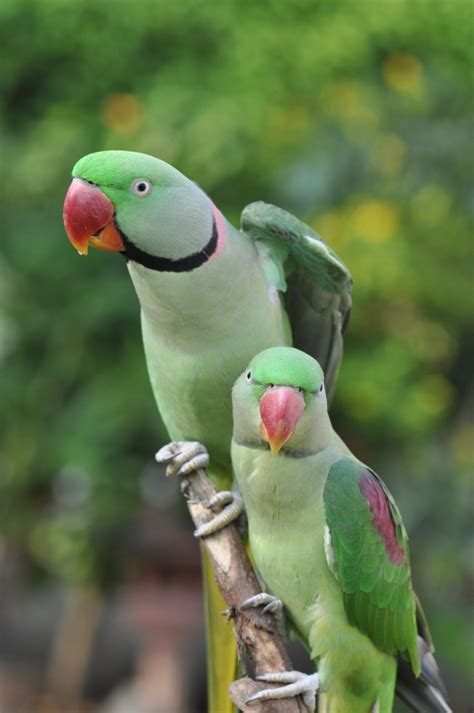 Alexandrine Parakeet | Birds@IITK