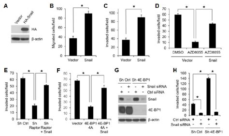 Snail Is An Important Effector Of Mtorc14e Bp1 Signaling Responsible Download Scientific