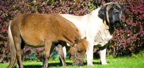 Der größte Hund der Welt Fakten Rekorde und beeindruckende Größe