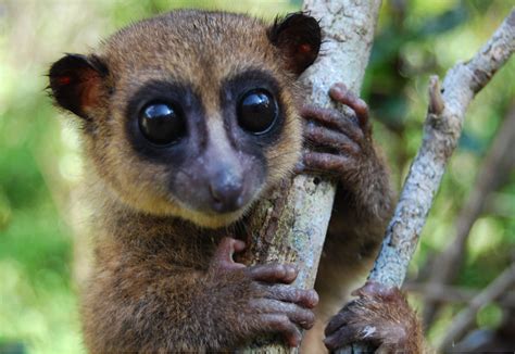 This Newly Discovered Tiny Lemur From Madagascar Is So Cute We Just Can't Deal : ScienceAlert