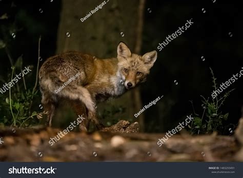 10583 Fox At Night Images Stock Photos And Vectors Shutterstock