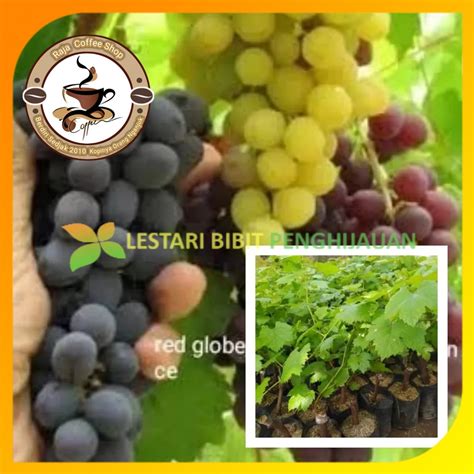 Jual Paket Hemat 3 Bibit Anggur Merah Hijau Dan Hitam Shopee