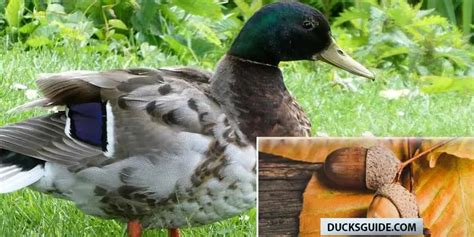 Can Ducks Eat Acorns Ducks Guide