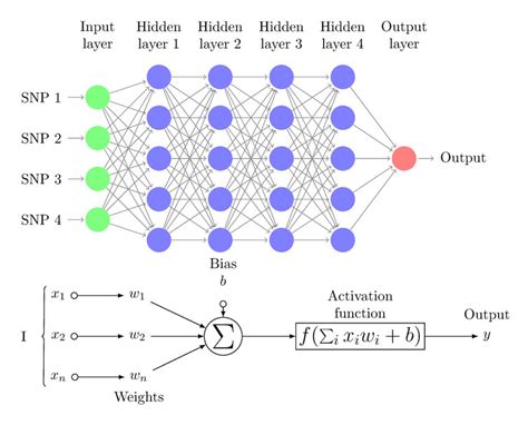 A Schematic Diagram Of A Multi Layer Perceptron Mlp Neural Network Modafinil24