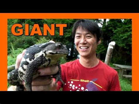 Giant Japanese Mountain Toad