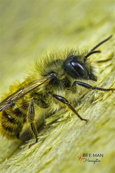 🐝 Fun Fact 🐝 Male Bees Have Bigger Eyes To Help Them Find The Queen Bee