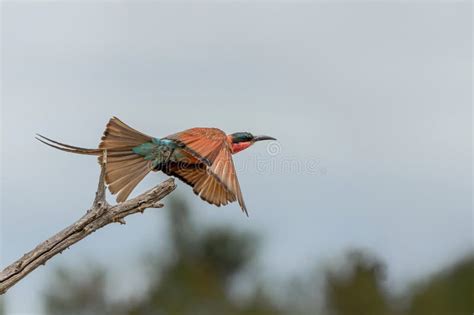 Take Of Of A Southern Carmine Bee Eater In Kruger National Park In