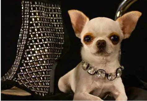 Chihuahua tinier than TV remote at 3.59 inches becomes world's shortest-living dog - BreezyScroll