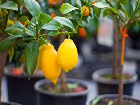 Gardening Citrus Trees: Top Tips - Boldsky.com