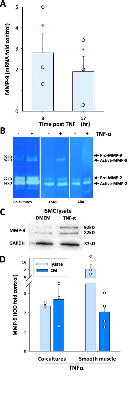 TNFa Up Regulates Expression And Activity Of MMP 9 In Cocultures And In