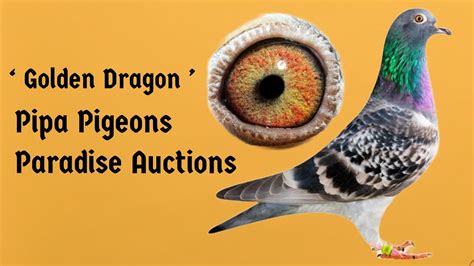 Best Racing Pigeon Bloodline Golden Dragon For Sale In Pipa Pigeons