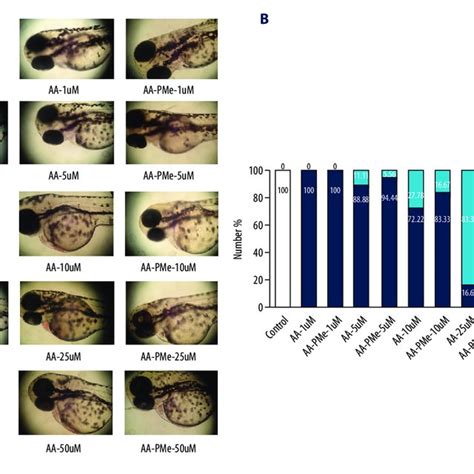 Morphological Changes During Early Embryonic Development In Zebrafish