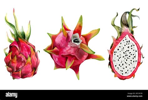 Red Pink Dragon Fruits Watercolor Illustration Set With Whole Pitaya