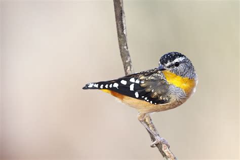 Spotted Pardalote Pardalotus Punctatus Strangways Vic