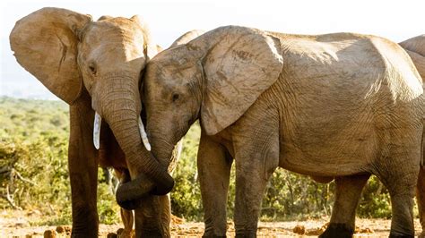 'Double Joy': Rare Twin Elephants Born in Kenya's National Reserve - 25 ...