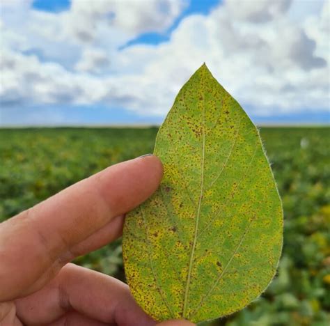 Ferrugem Da Soja Uma Das Doen As Mais Severas Sucesso No Campo