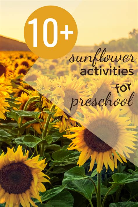 Sunflower Lesson Plans For Preschool