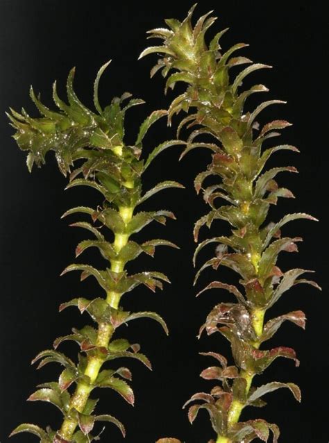 hydrilla lake restoration