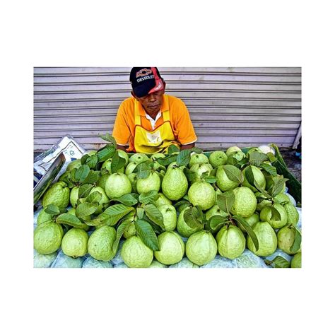 Giant Thailand Guava Fruit Seeds