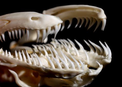 Burmese Python Teeth