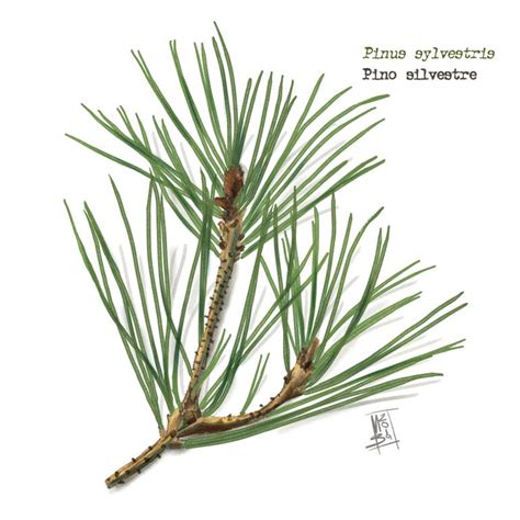 Foglie Di Pino Silvestre Pinus Sylvestris Scots Pine Painting By