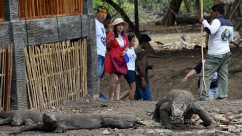 Mulai 1 Januari 2023 Tiket Masuk Pulau Komodo Rp3 75 Juta