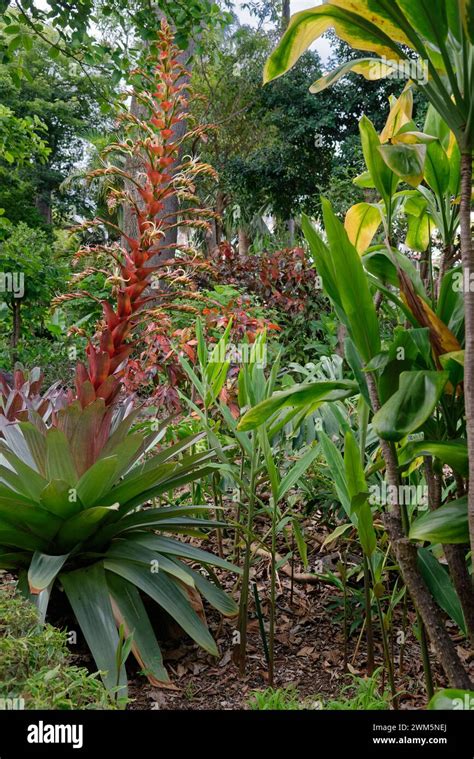 Imperial Bromeliad Alcantarea Imperialis A Rare Giant Bromeliad From